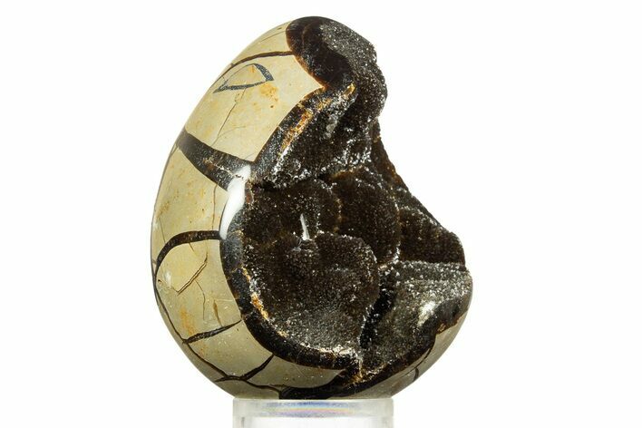 Septarian Dragon Egg Geode - Sparkly Black Crystals #344440